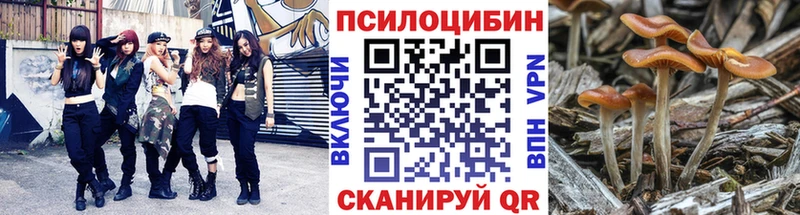 Галлюциногенные грибы Psilocybine cubensis  Апатиты 